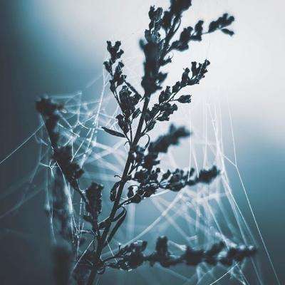 365平台官方版下载